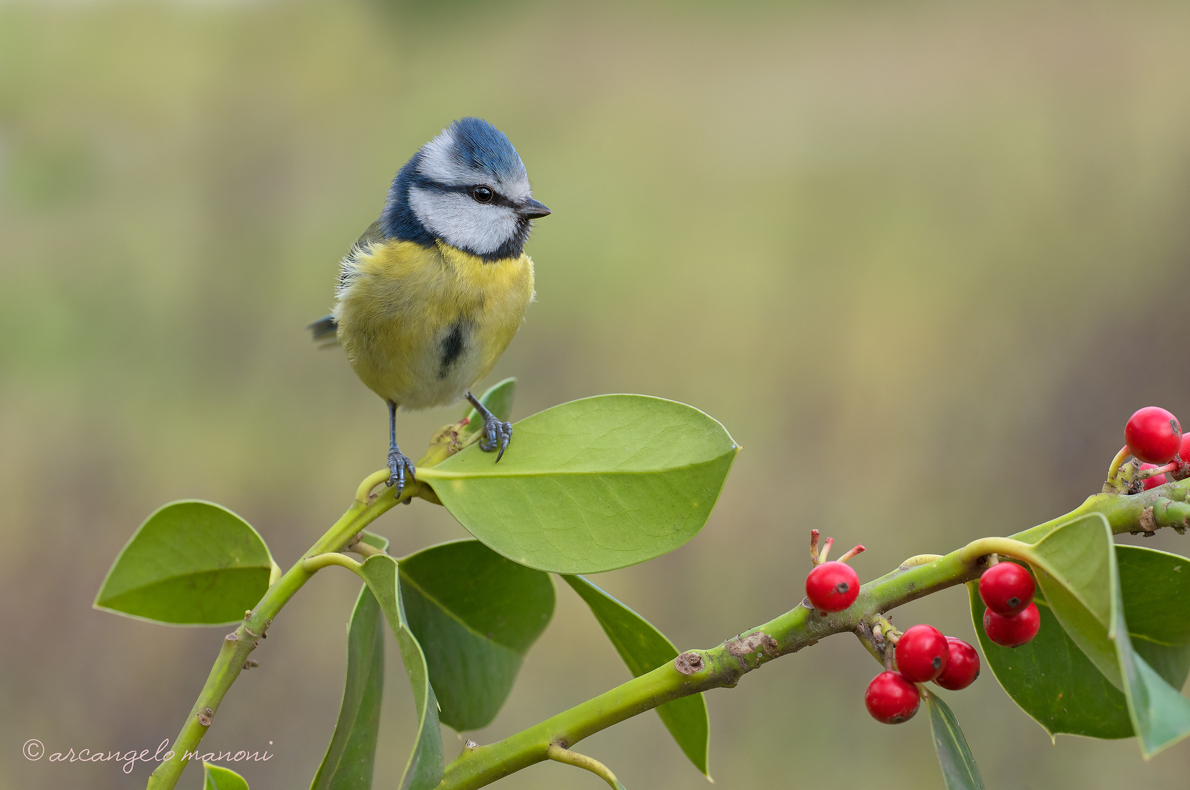 jewels of nature in comparison