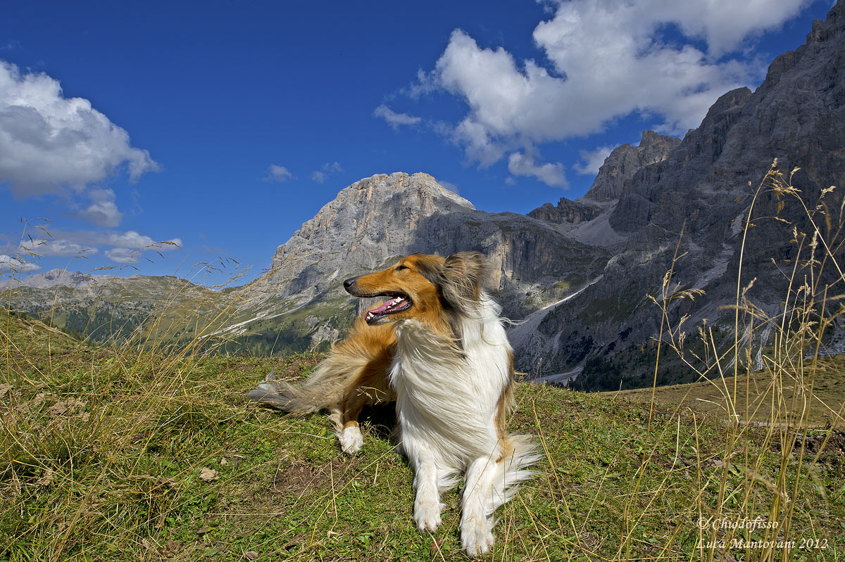 Un Collie tra le montagne.....