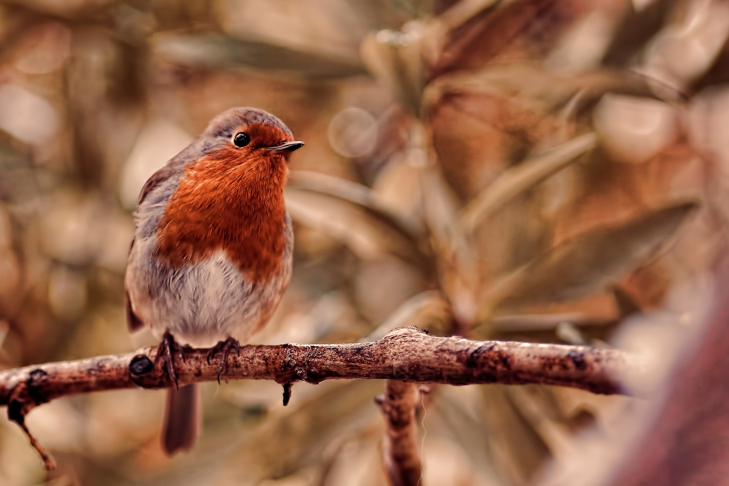 a robin is not spring