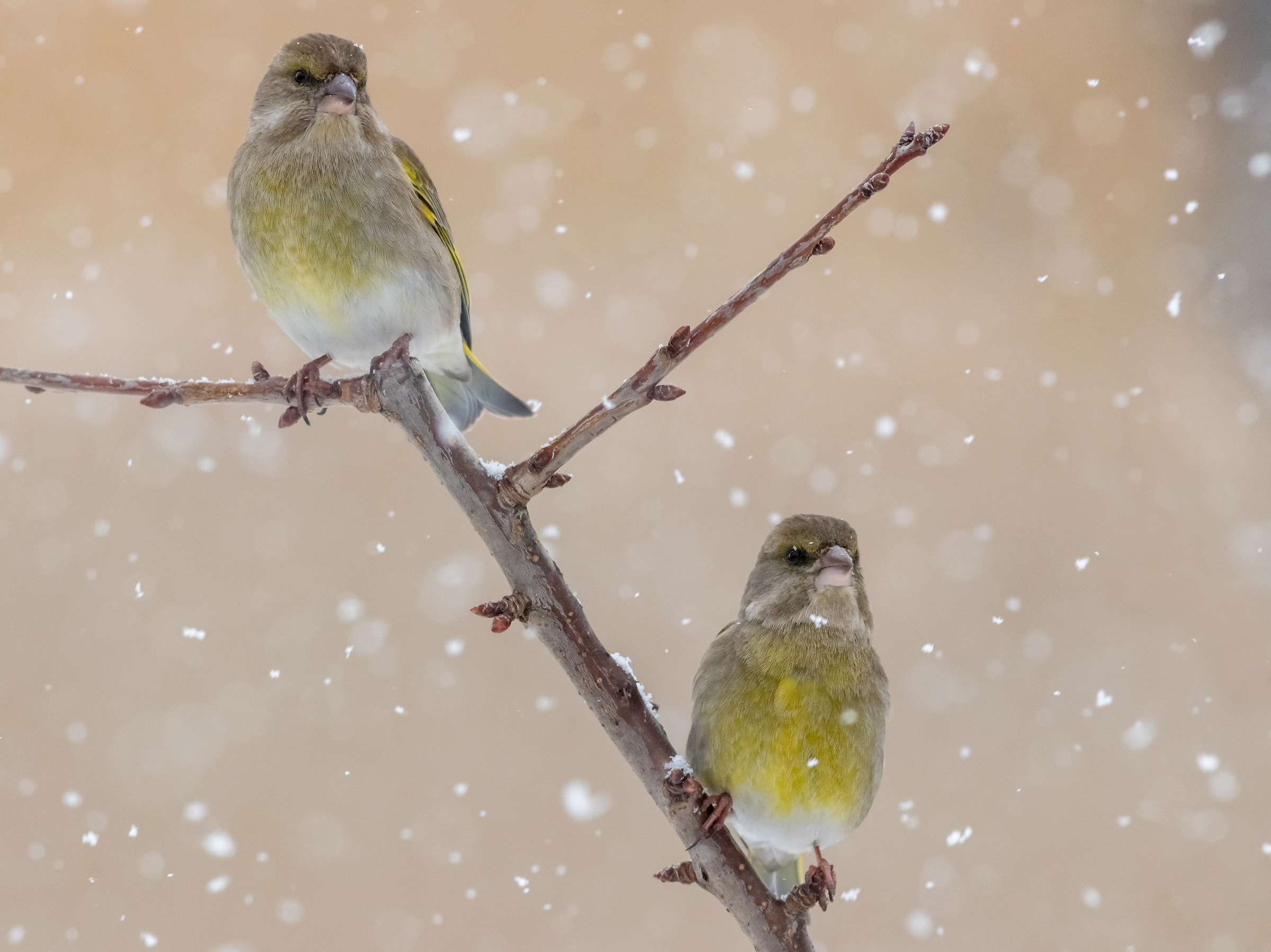 The two on the lookout