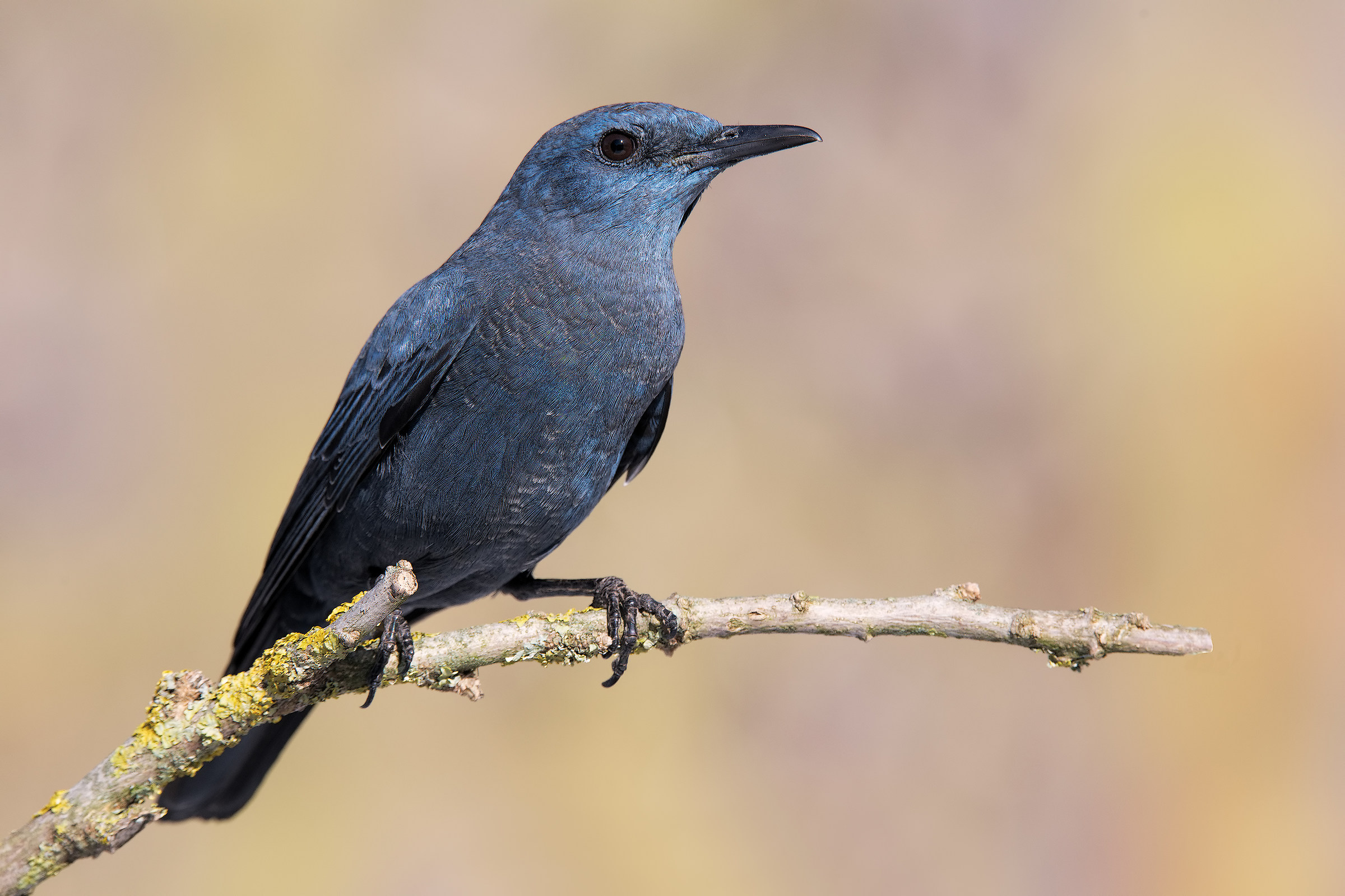 Passo del viver mio la primavera ...