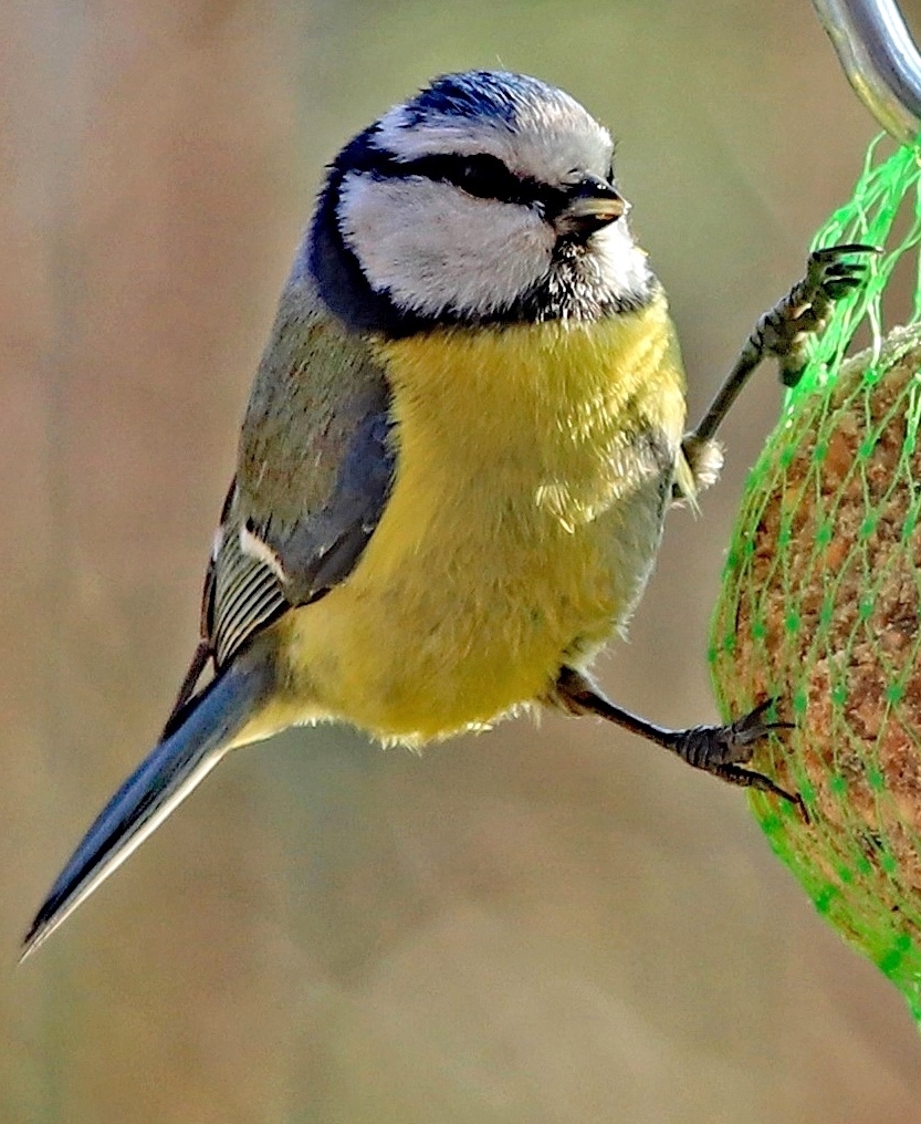 Blue tit-2 (Cyanistes caeruleus)