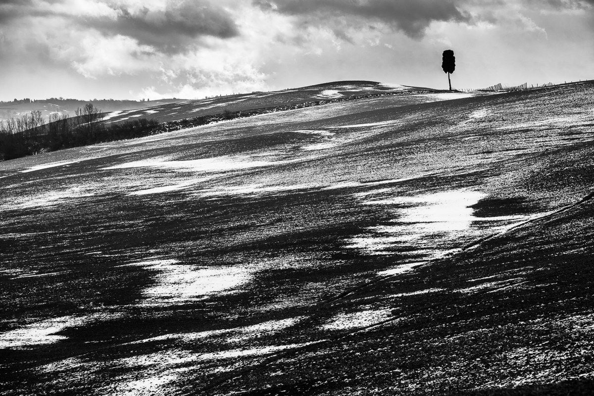 The Cypress and the snow