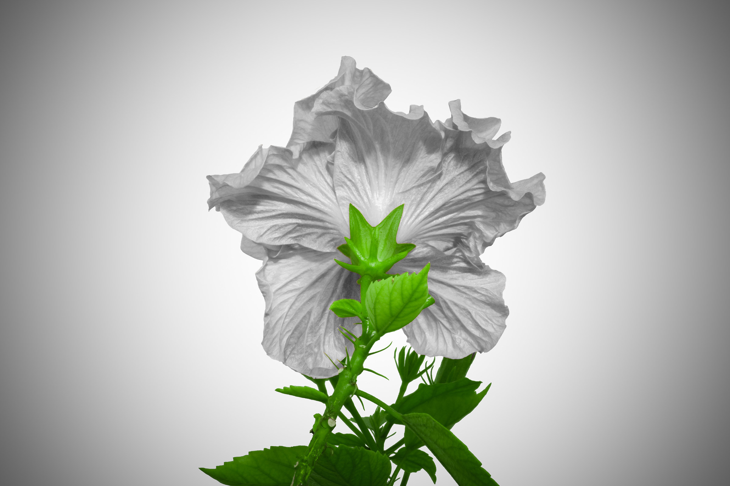 Fiore d'ibisco di spalle, seconda versione