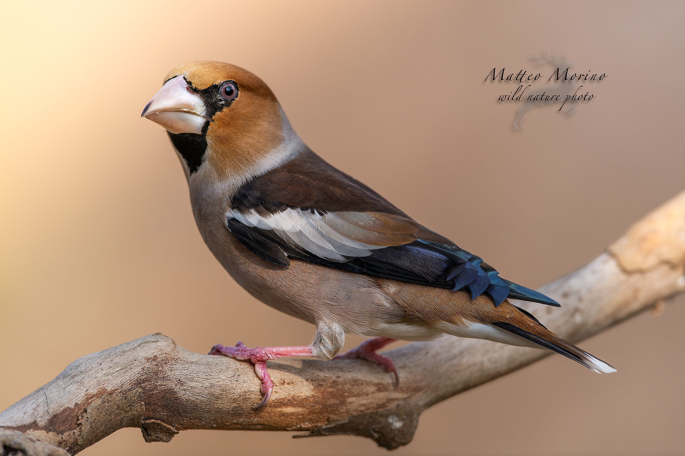 Il maschio Geremia.. ...il frosone più bello che ci s...