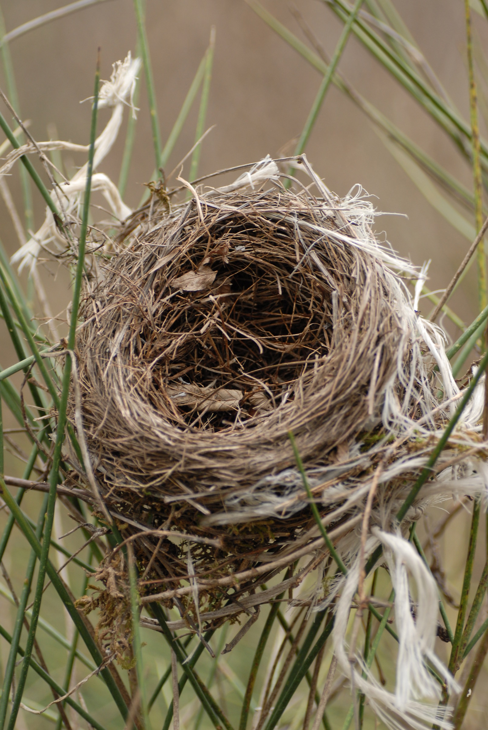 before burin megio telare