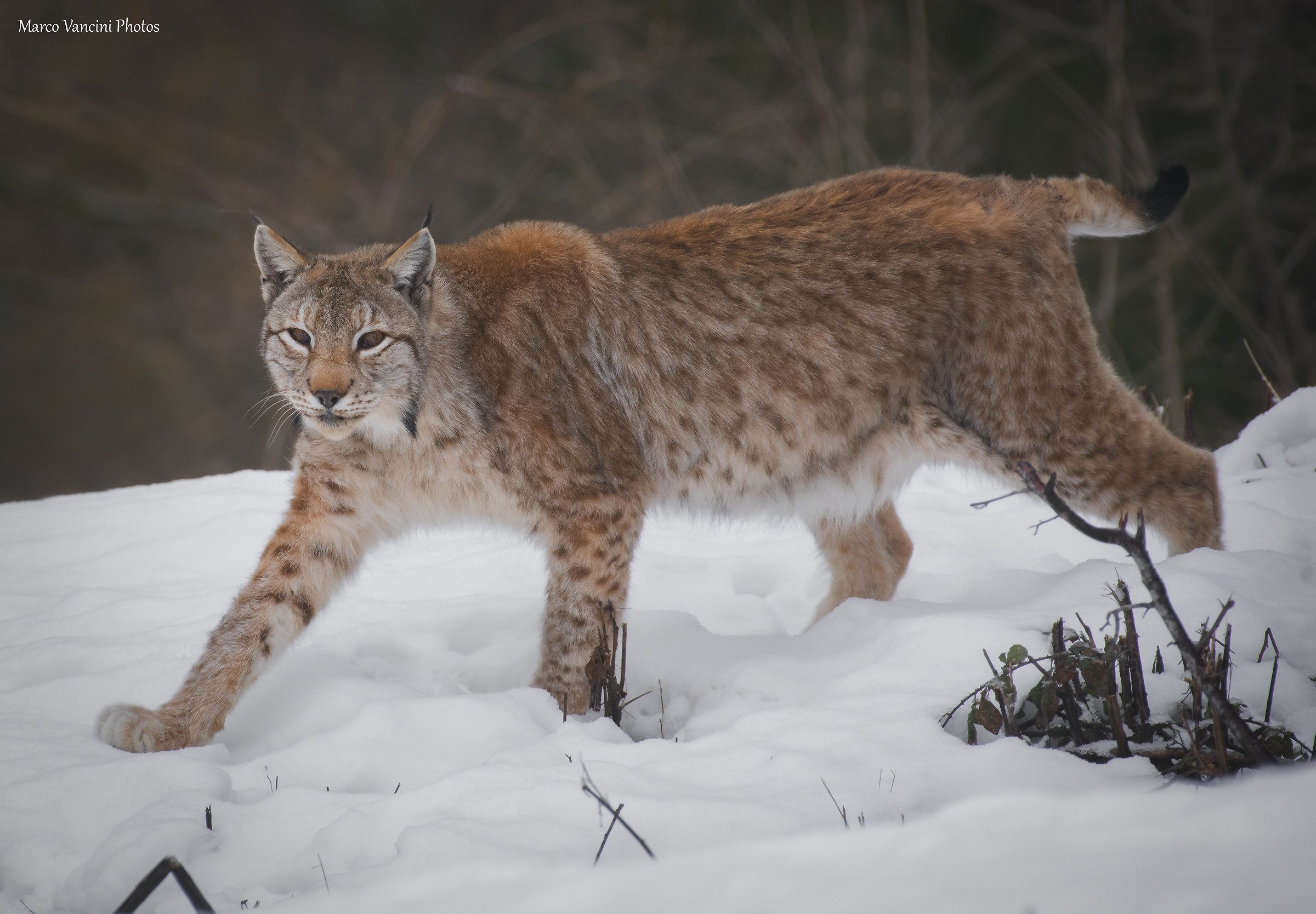 The pitch of the lynx