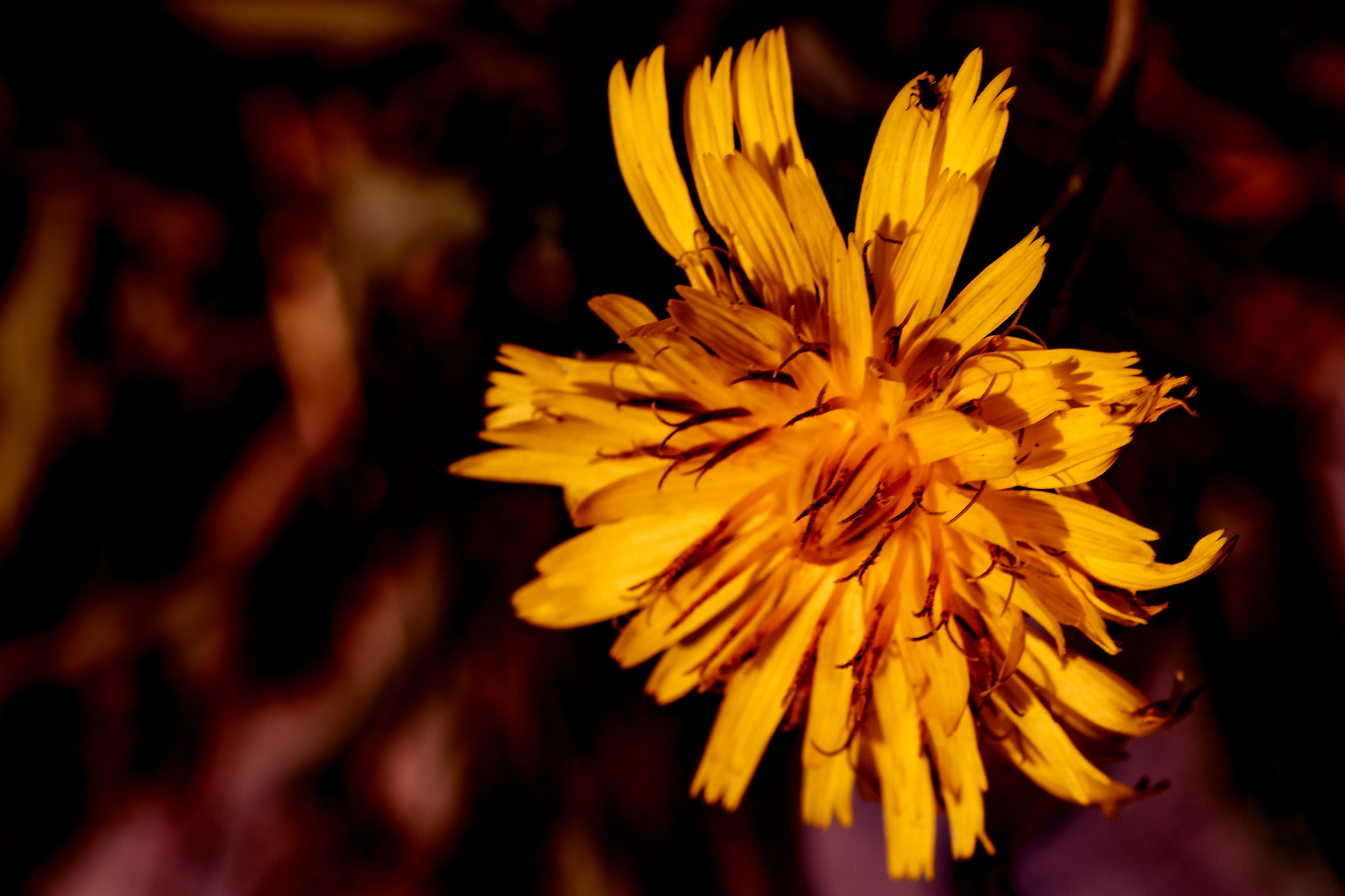 Little flower with host