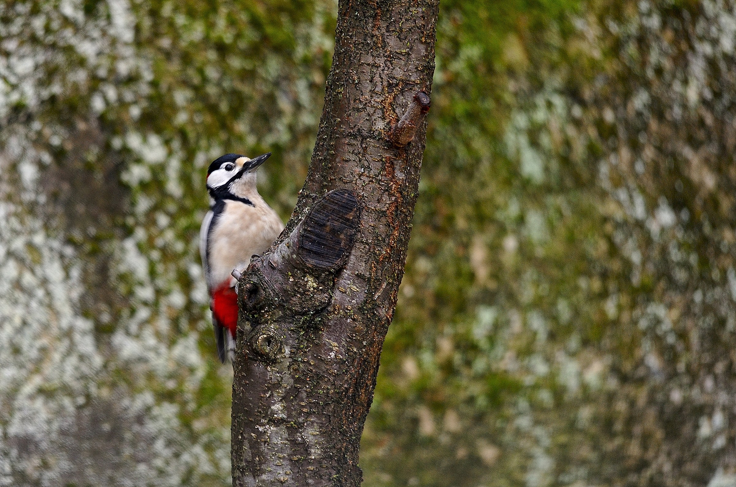 Great spotted woodpecker