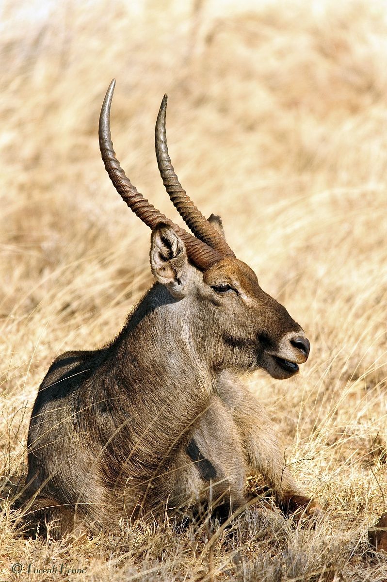 waterbuck