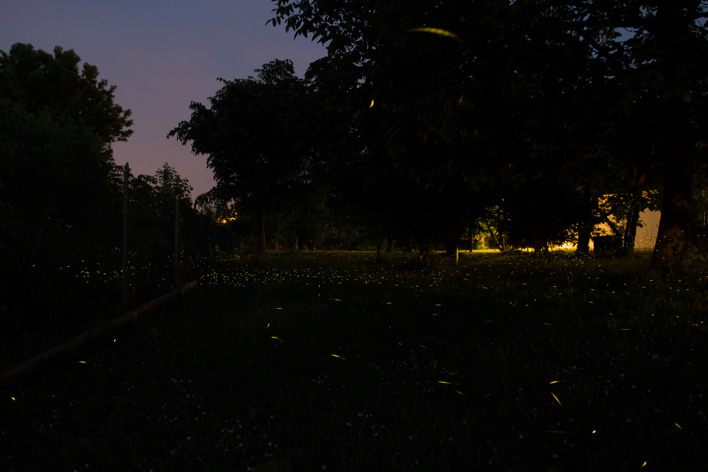 This night a firefly lights up my window