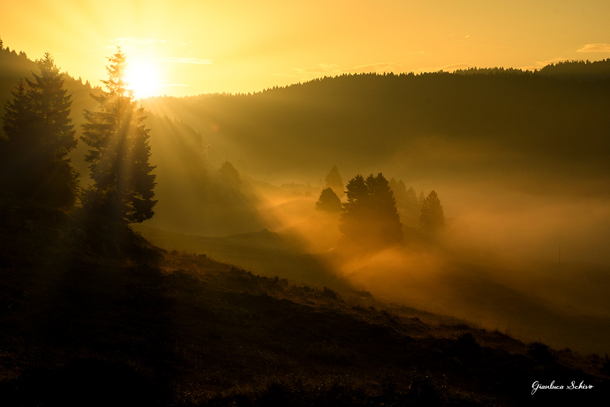 At dawn in the woods