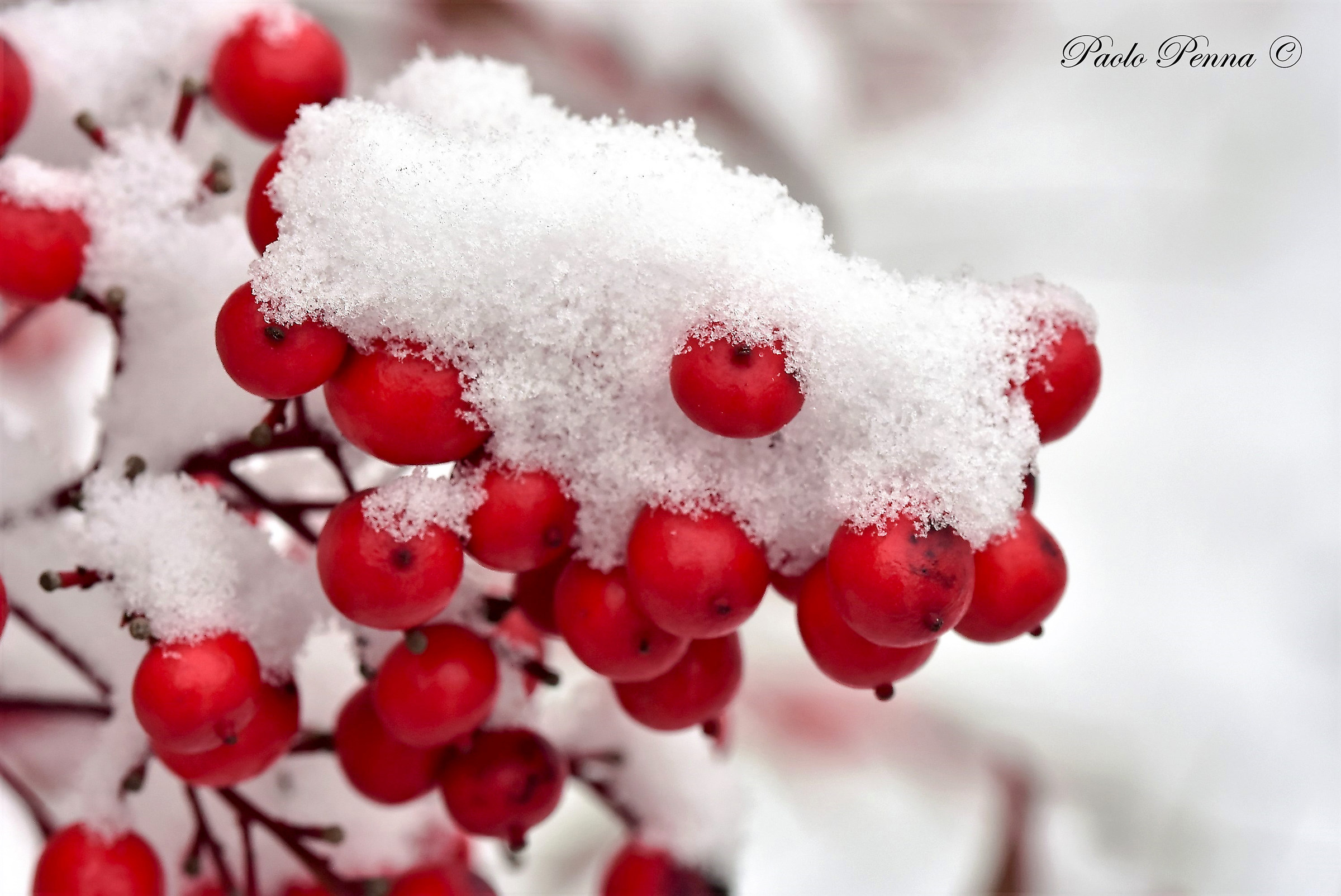 Bacche innevate