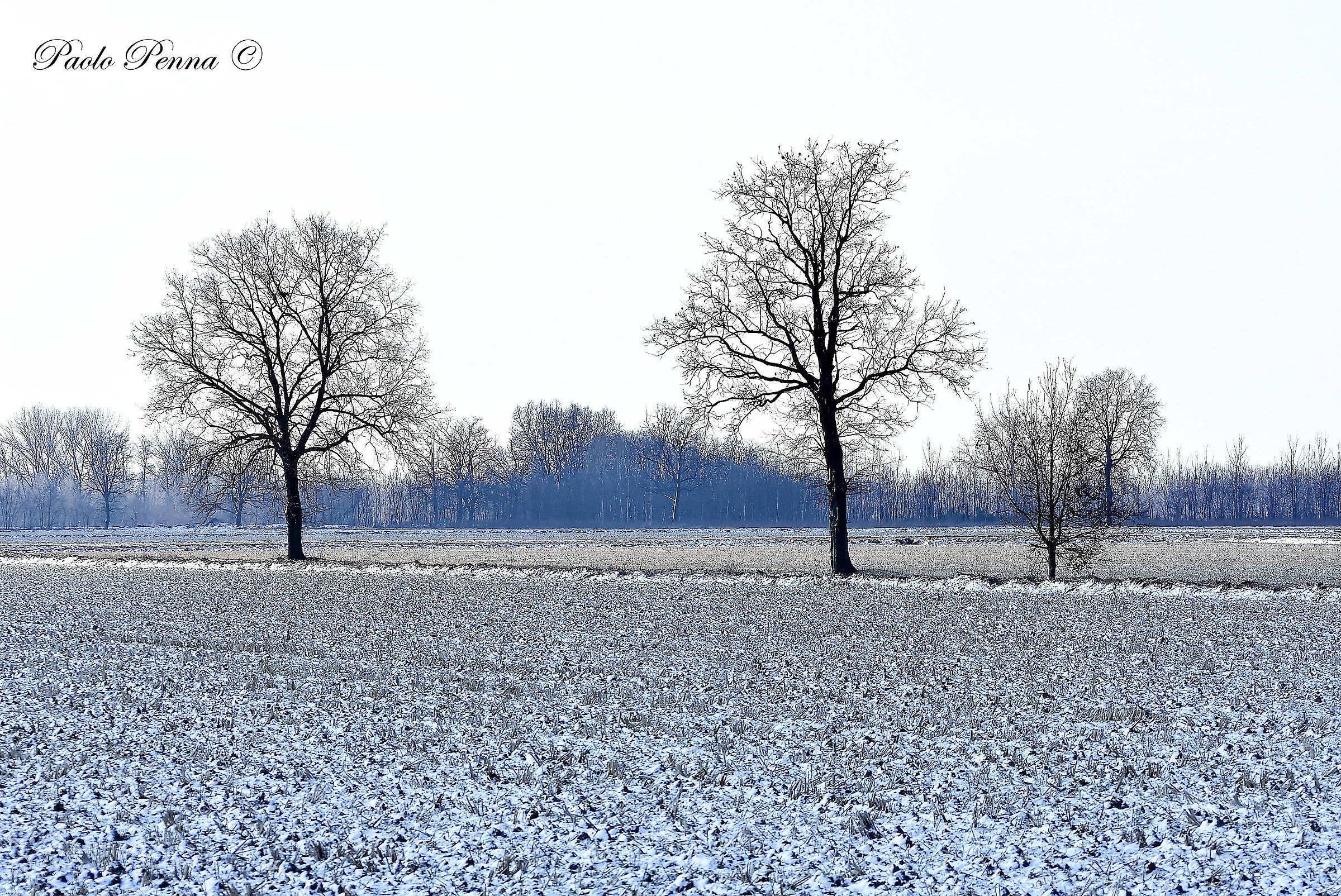 Trees in the hoarfrost