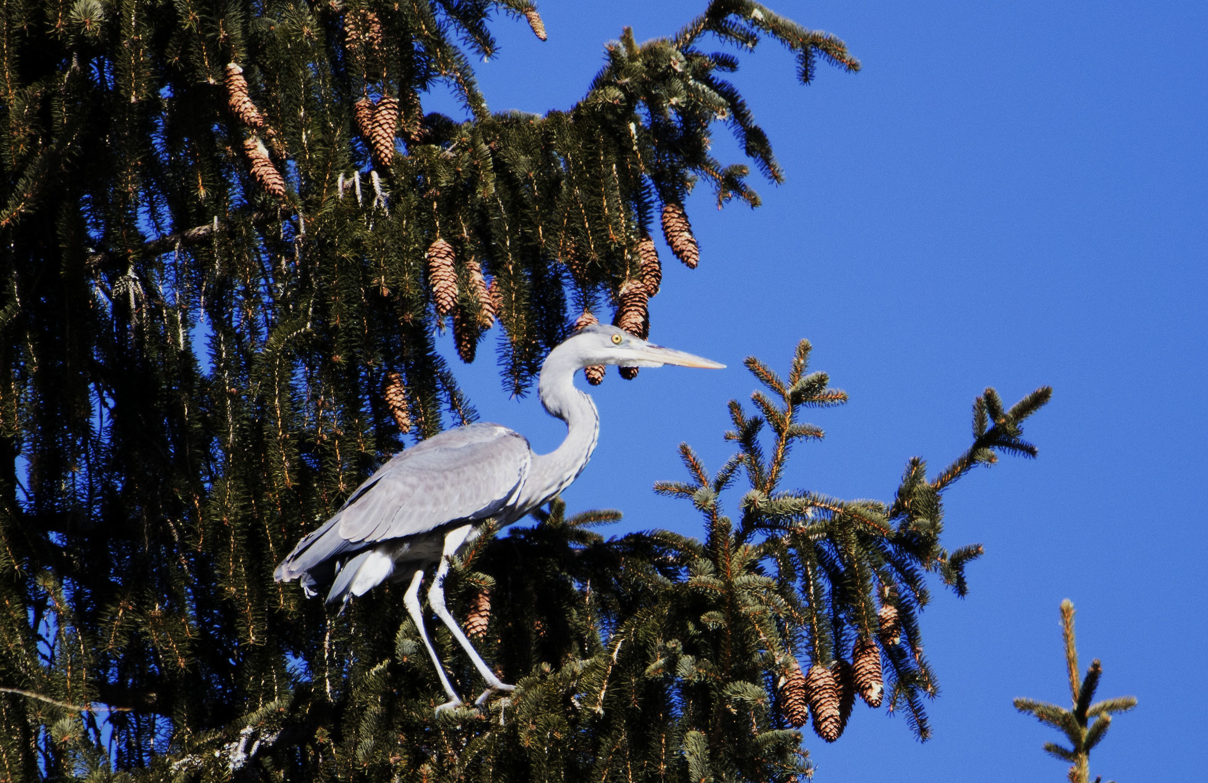 mountain heron