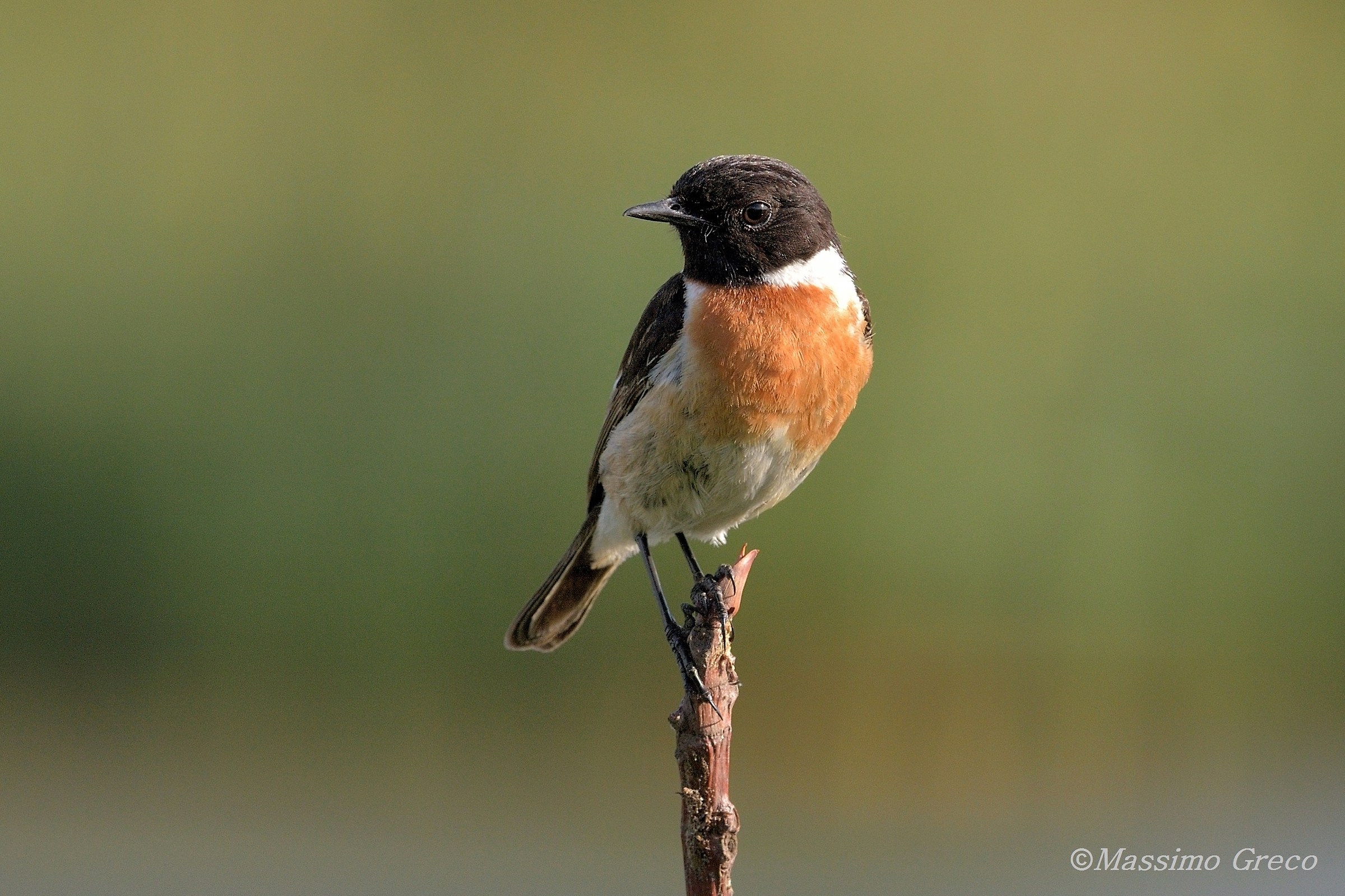 Stonechat (Saxicola torquatus)