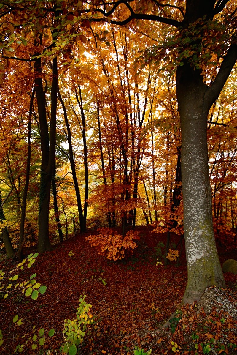 Voglia di colore...dopo due settimane di neve!