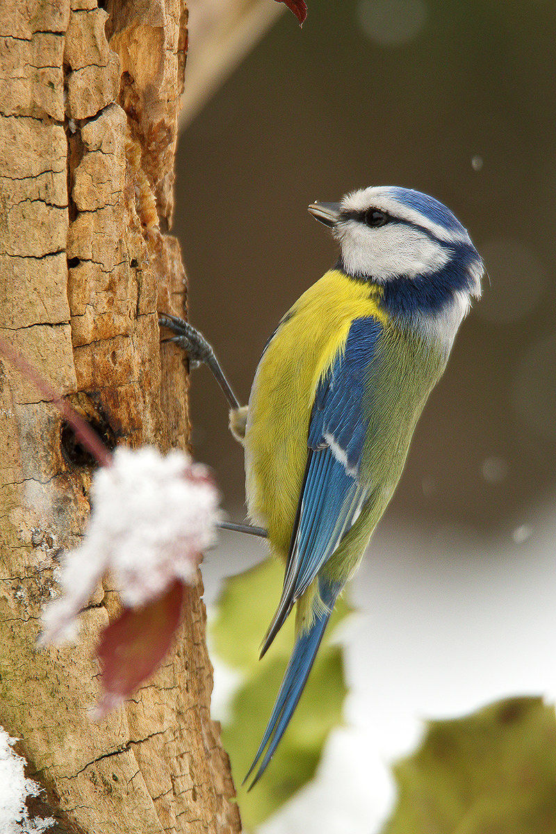 blue tit and the snow