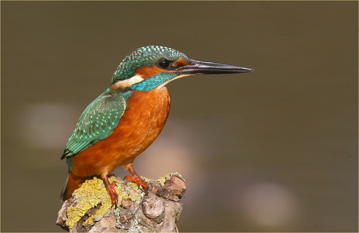 ,, Kingfisher,