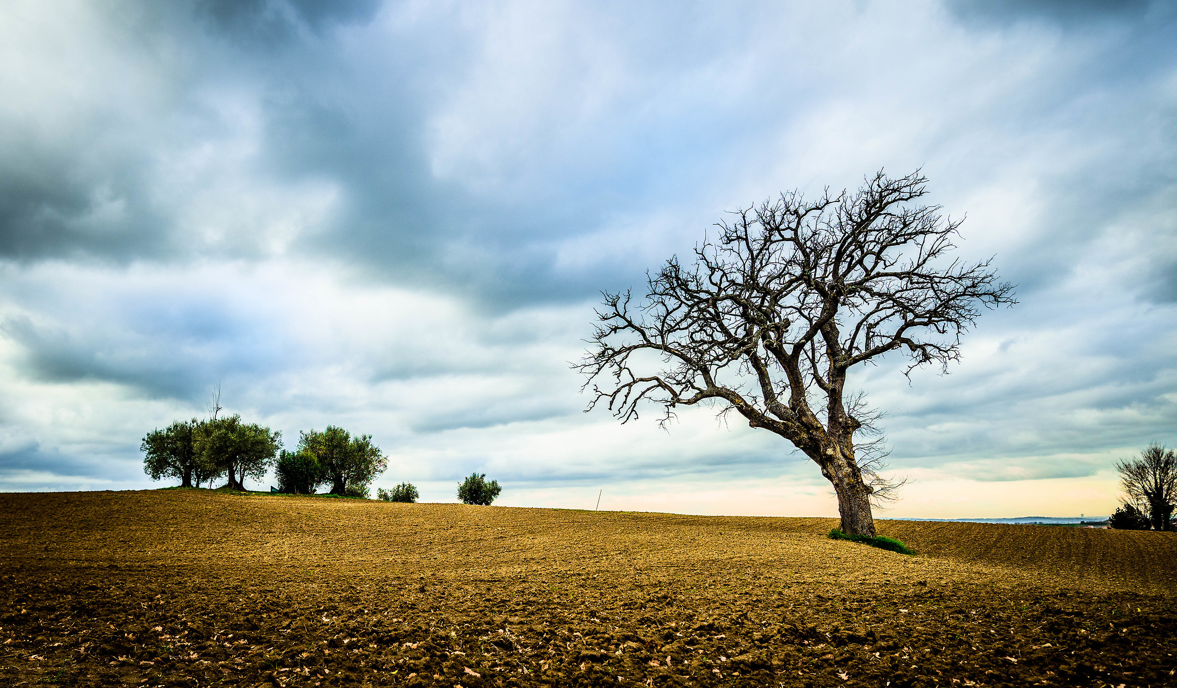Inverno. La quercia e gli ulivi
