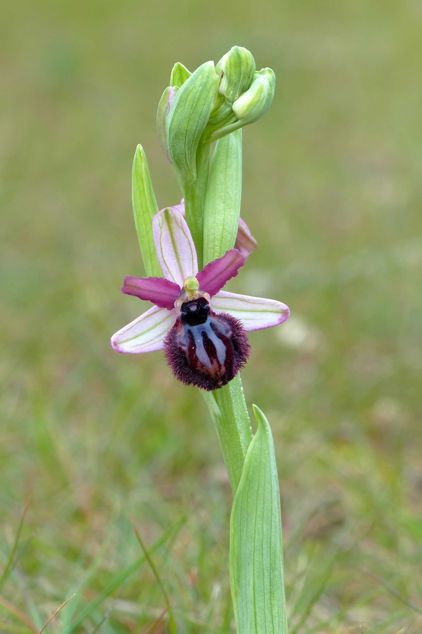 Ophrys sipontensis