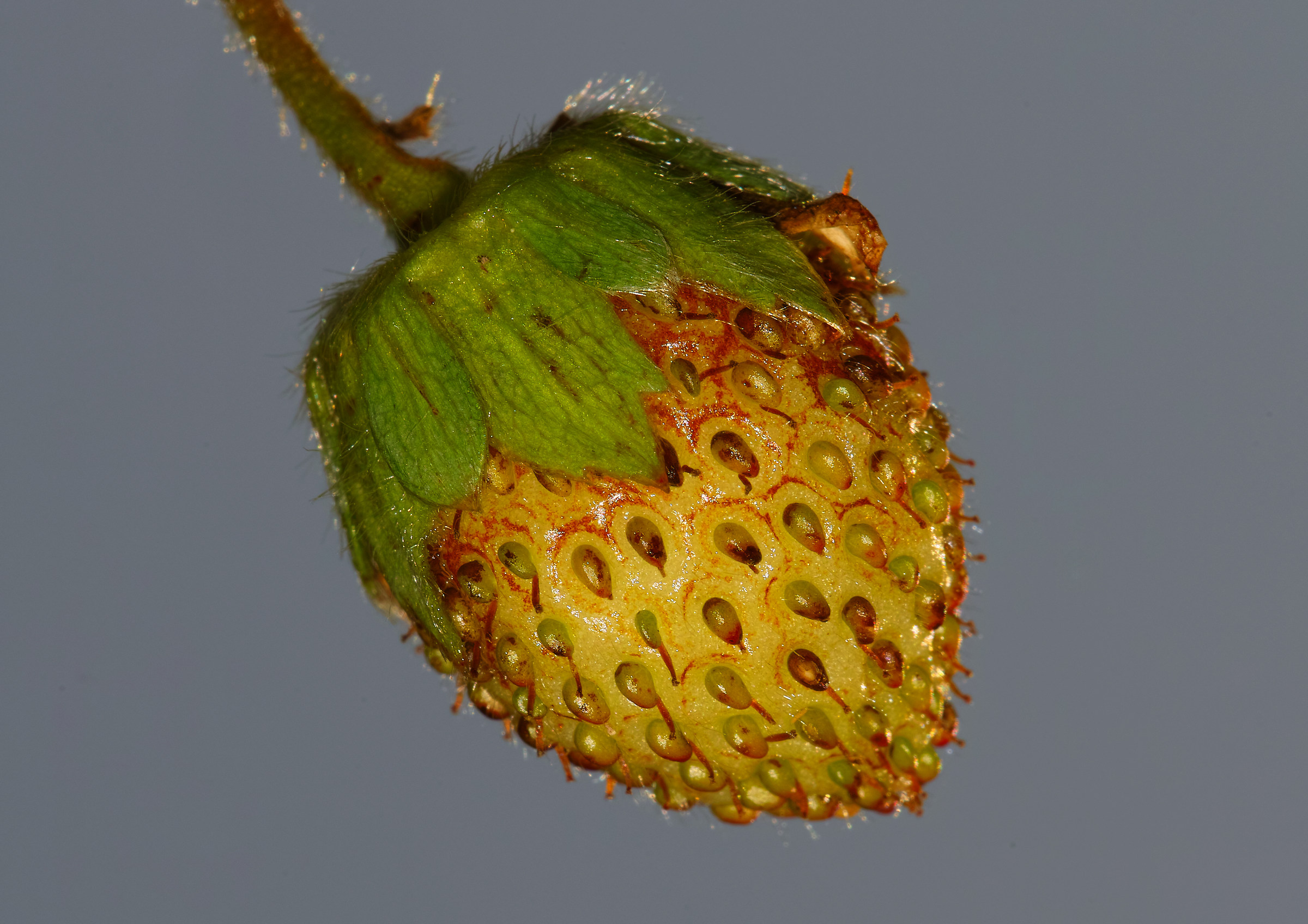 Fragaria hybrida 'Pink Panda'