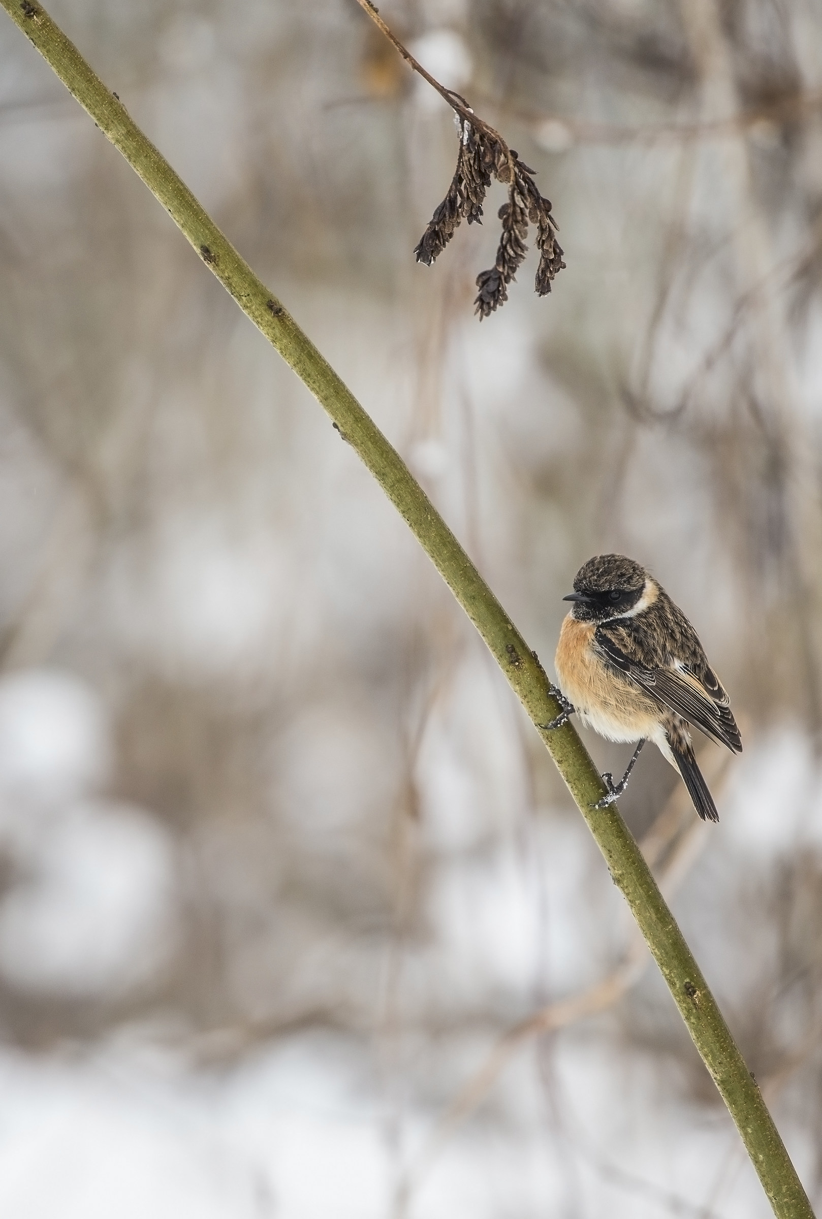 stonechat