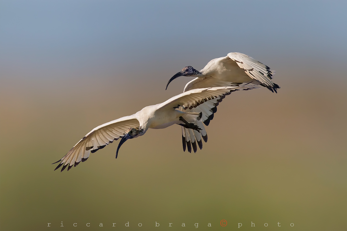 Pair of sacred ibis