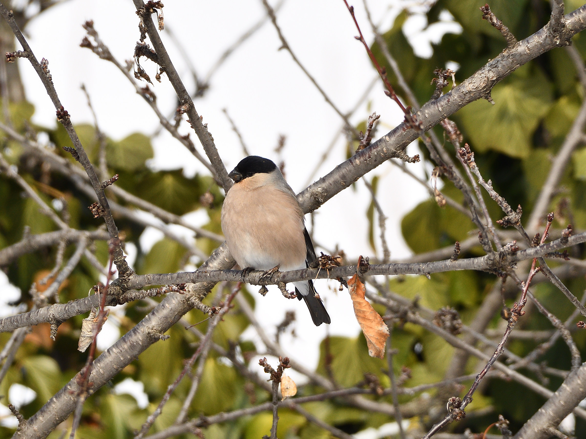 Female bullfinch