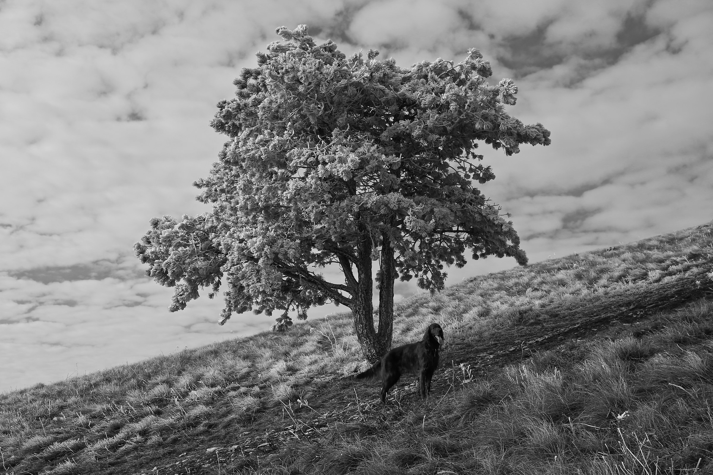 Pedro and the galaverna.