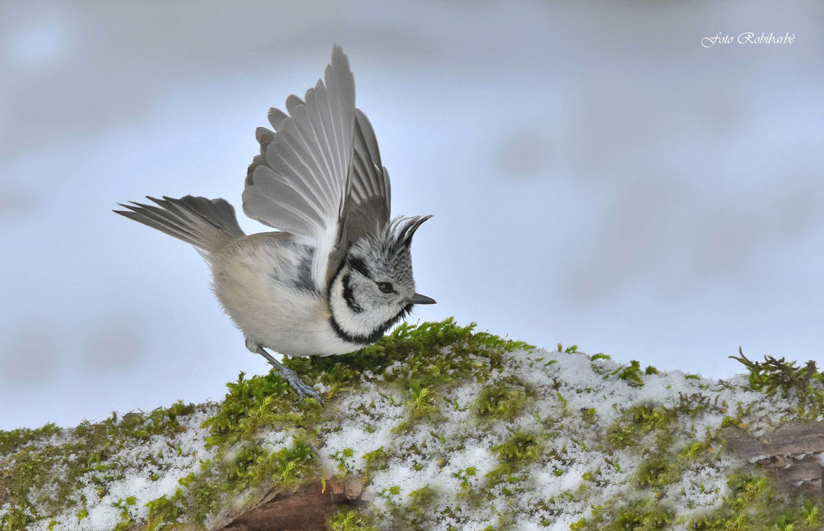 Crested tit ...