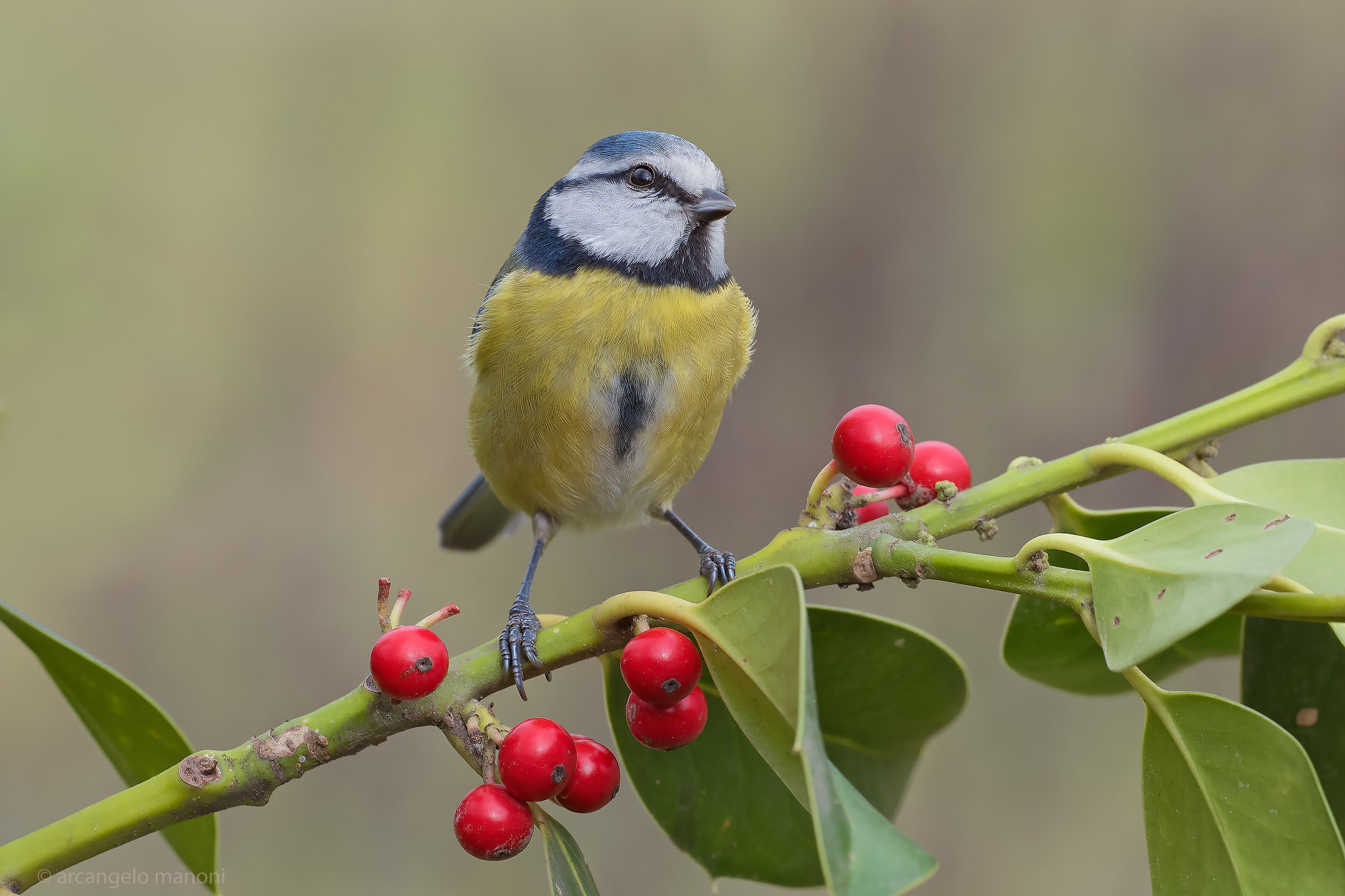 Titmouse and red berries