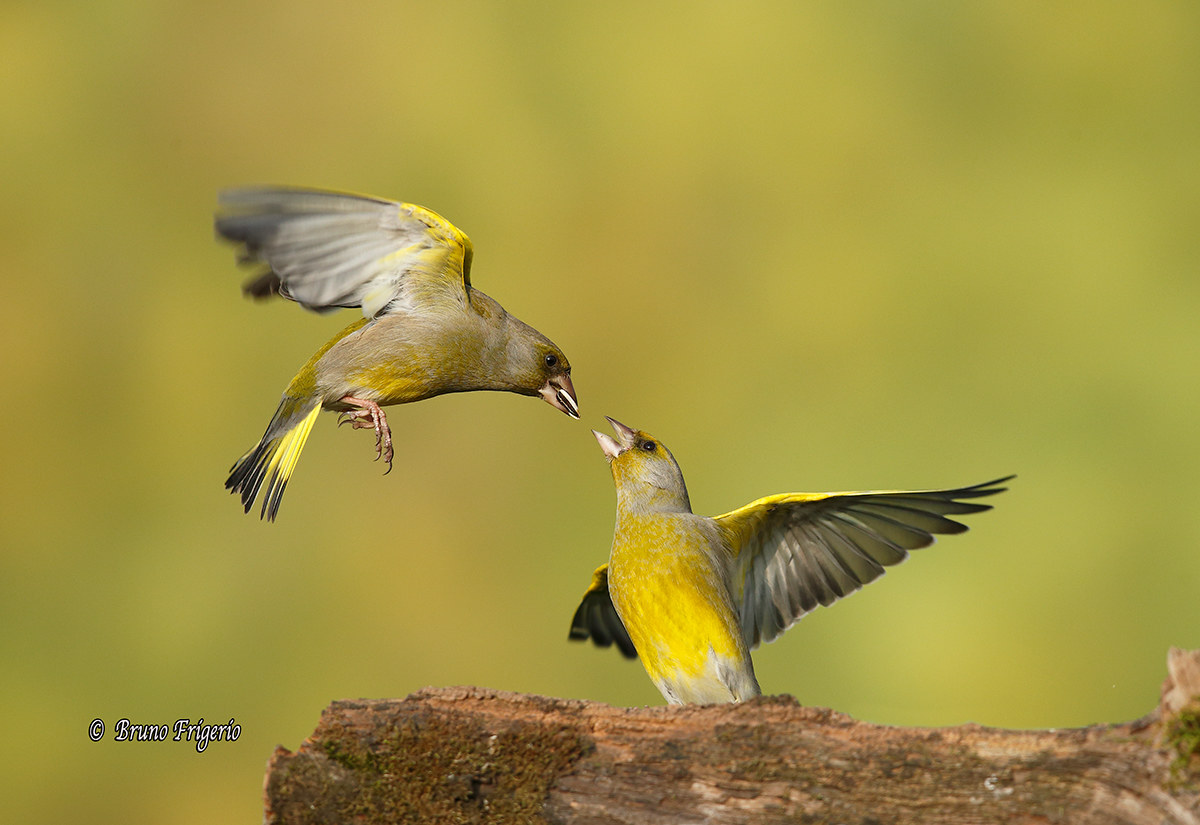 Bickering between Verdoni