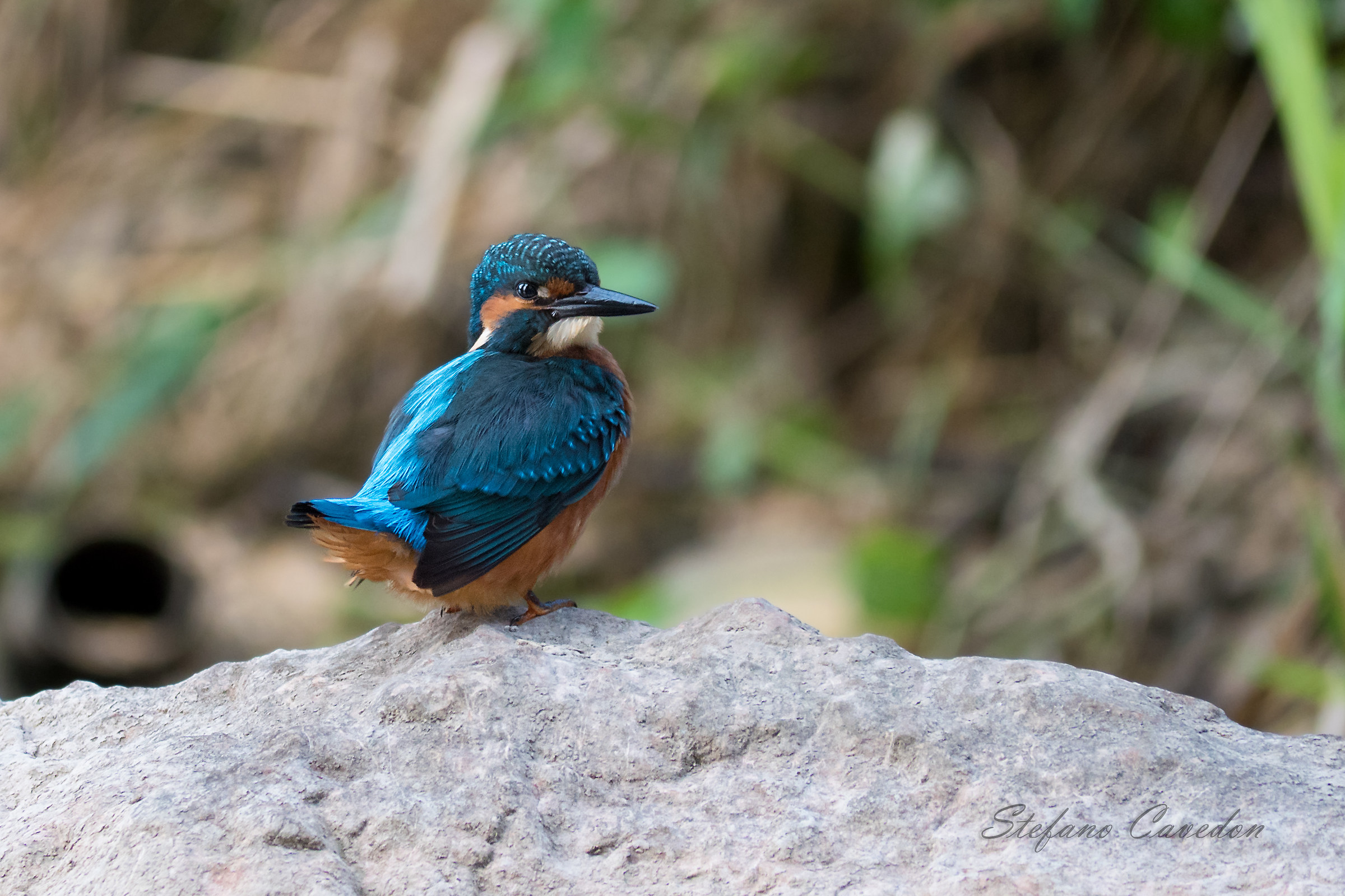 Kingfisher