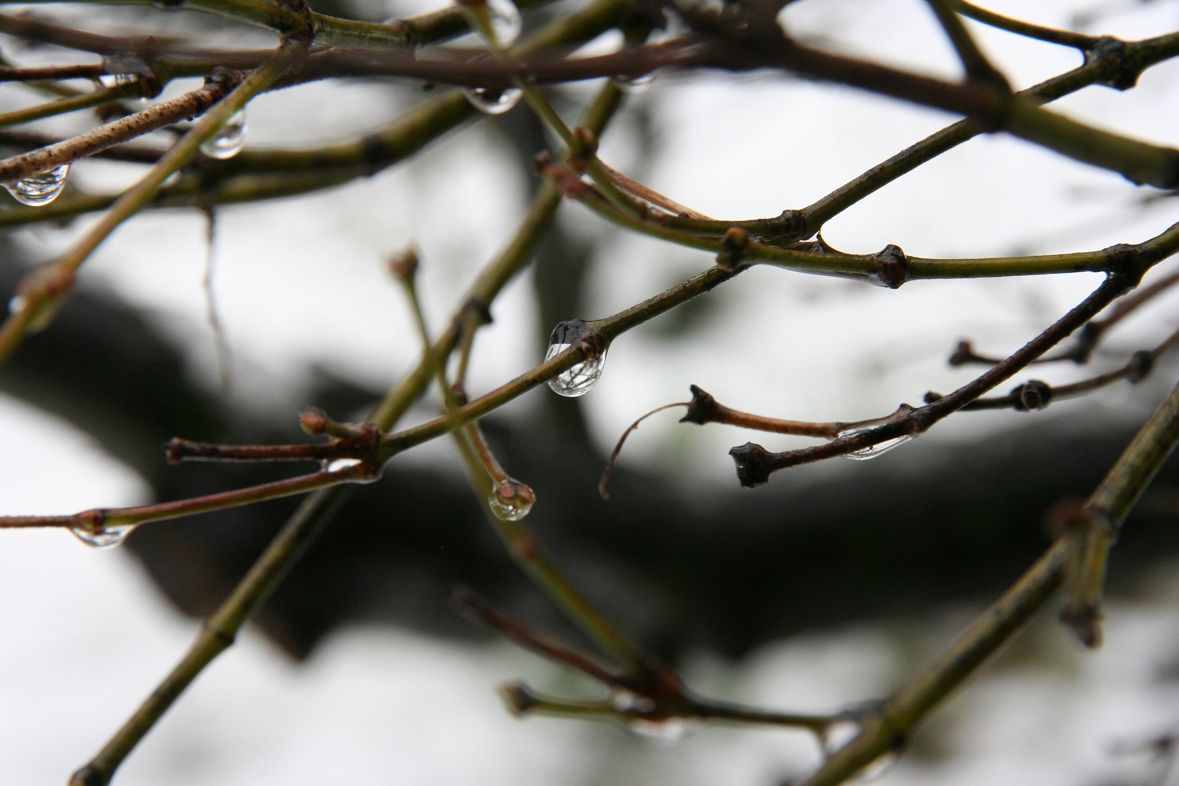 detail of drops on branches