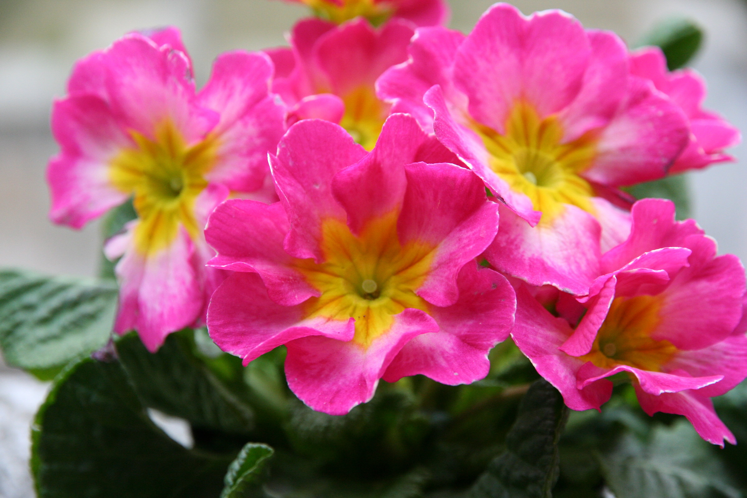 Primroses