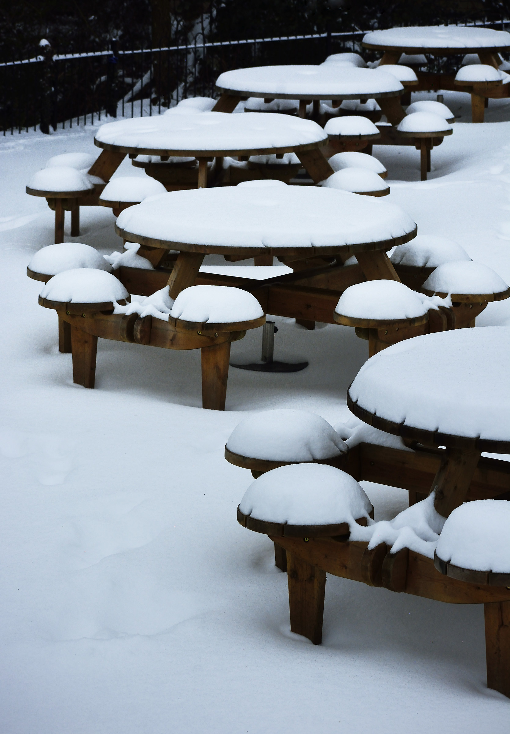 Siberia In Salisbury - Ring of White Capped Mushrooms