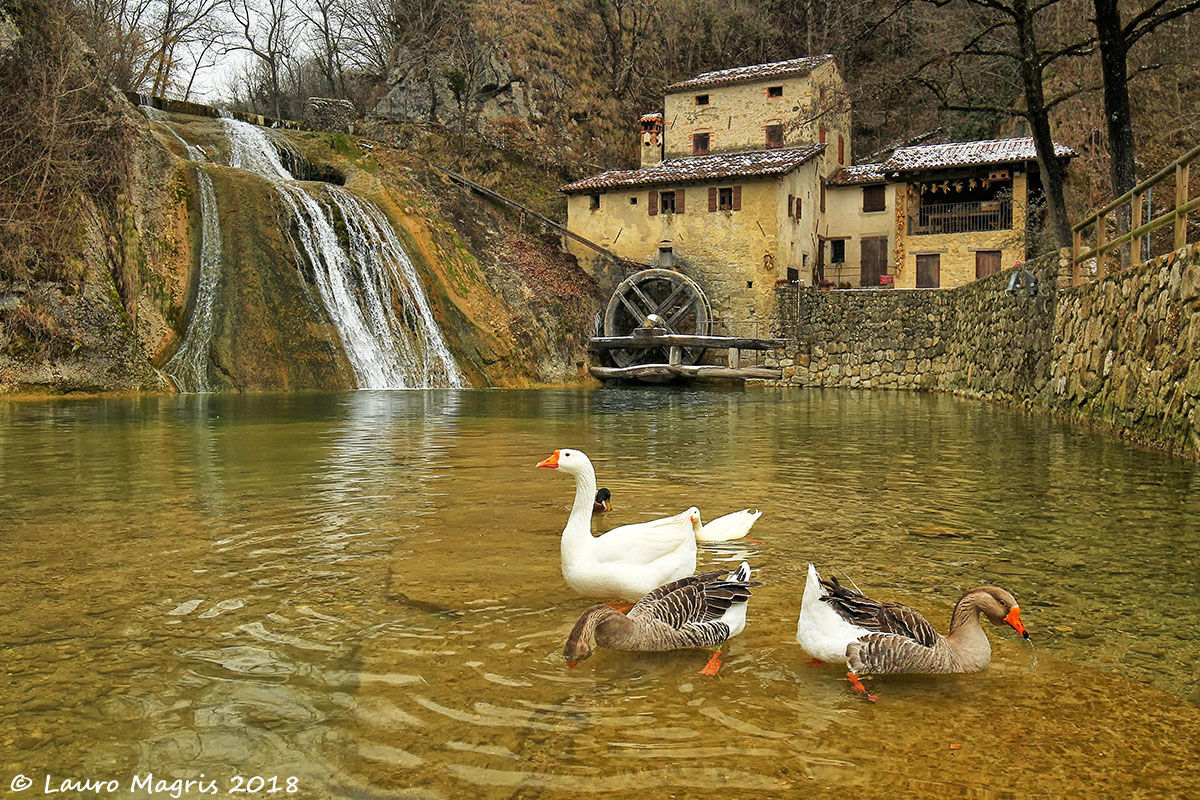 Geese at Molinetto della Croda