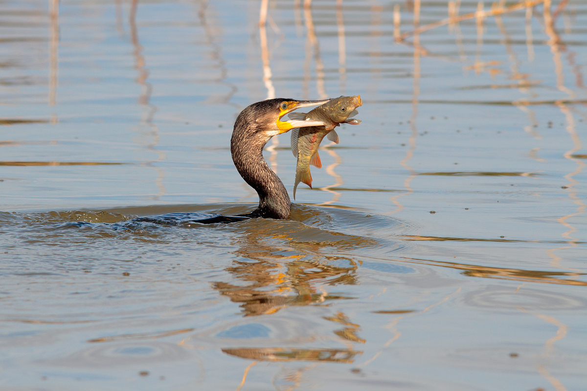 Cormorant