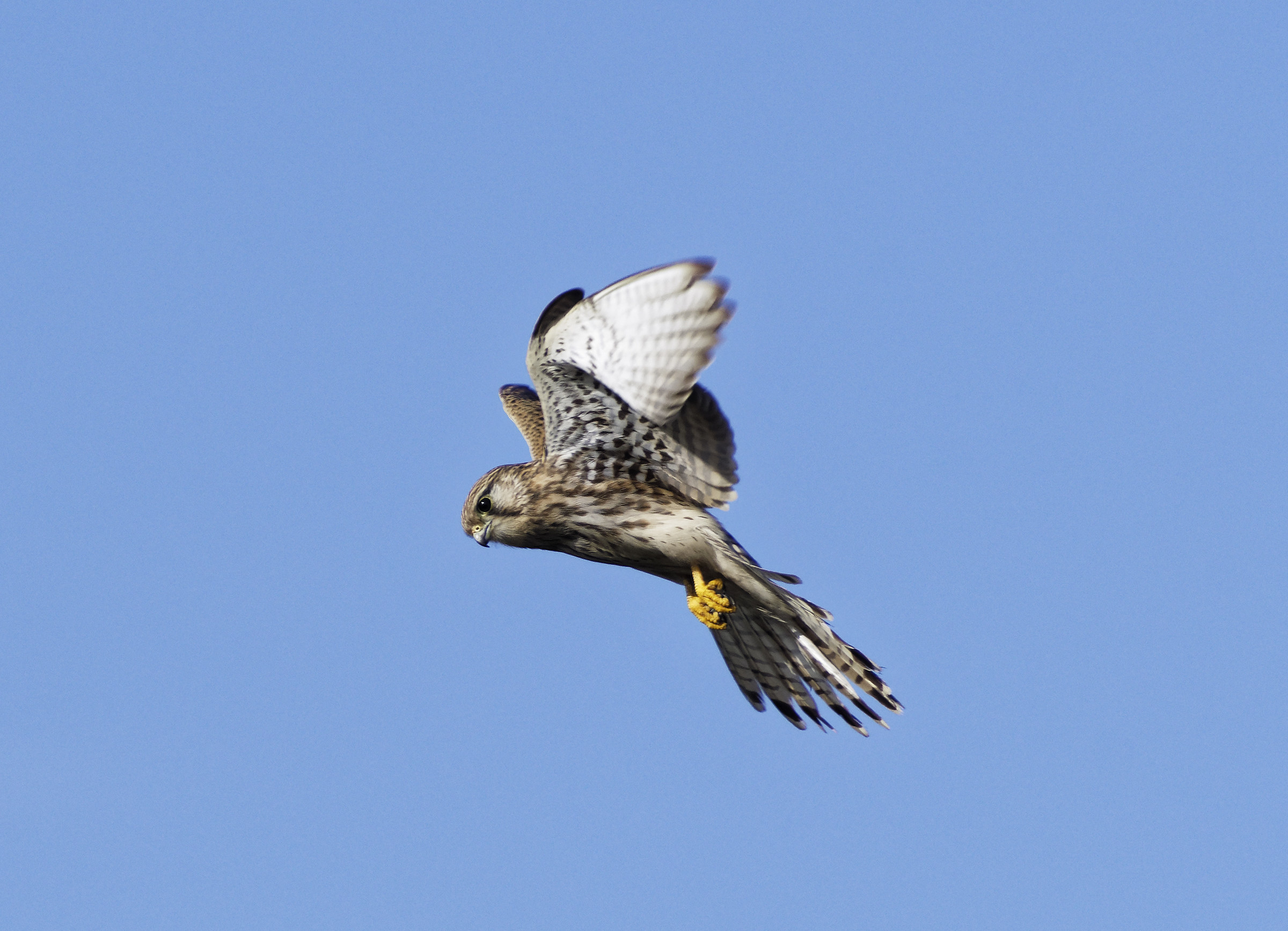 Quello spirito santo d'un gheppio!