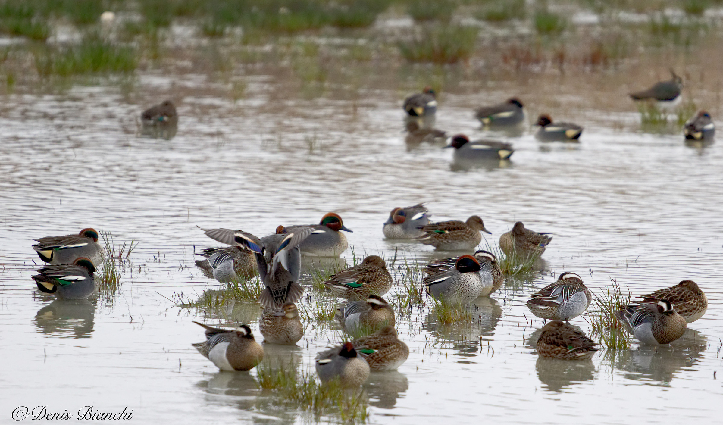 Marzaiole e alzavole