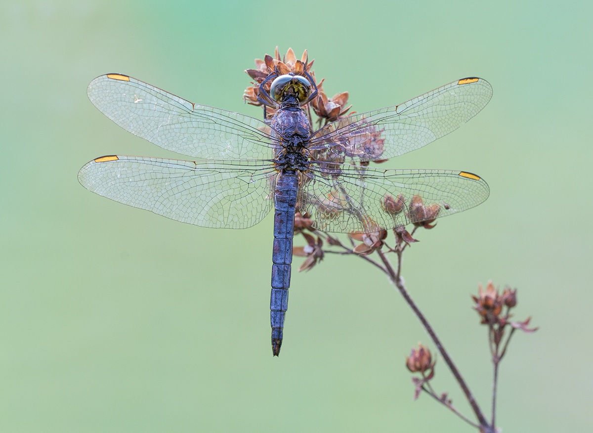 Libellula in azzurro!