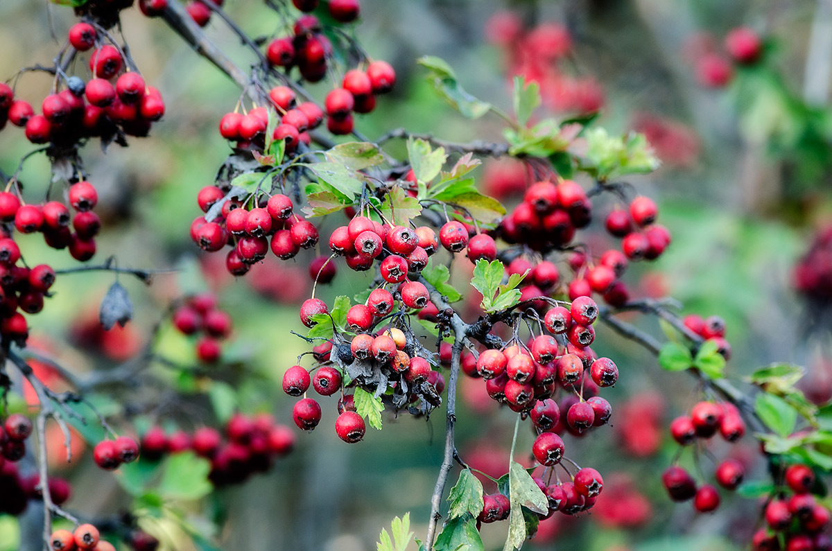 the colors of autumn