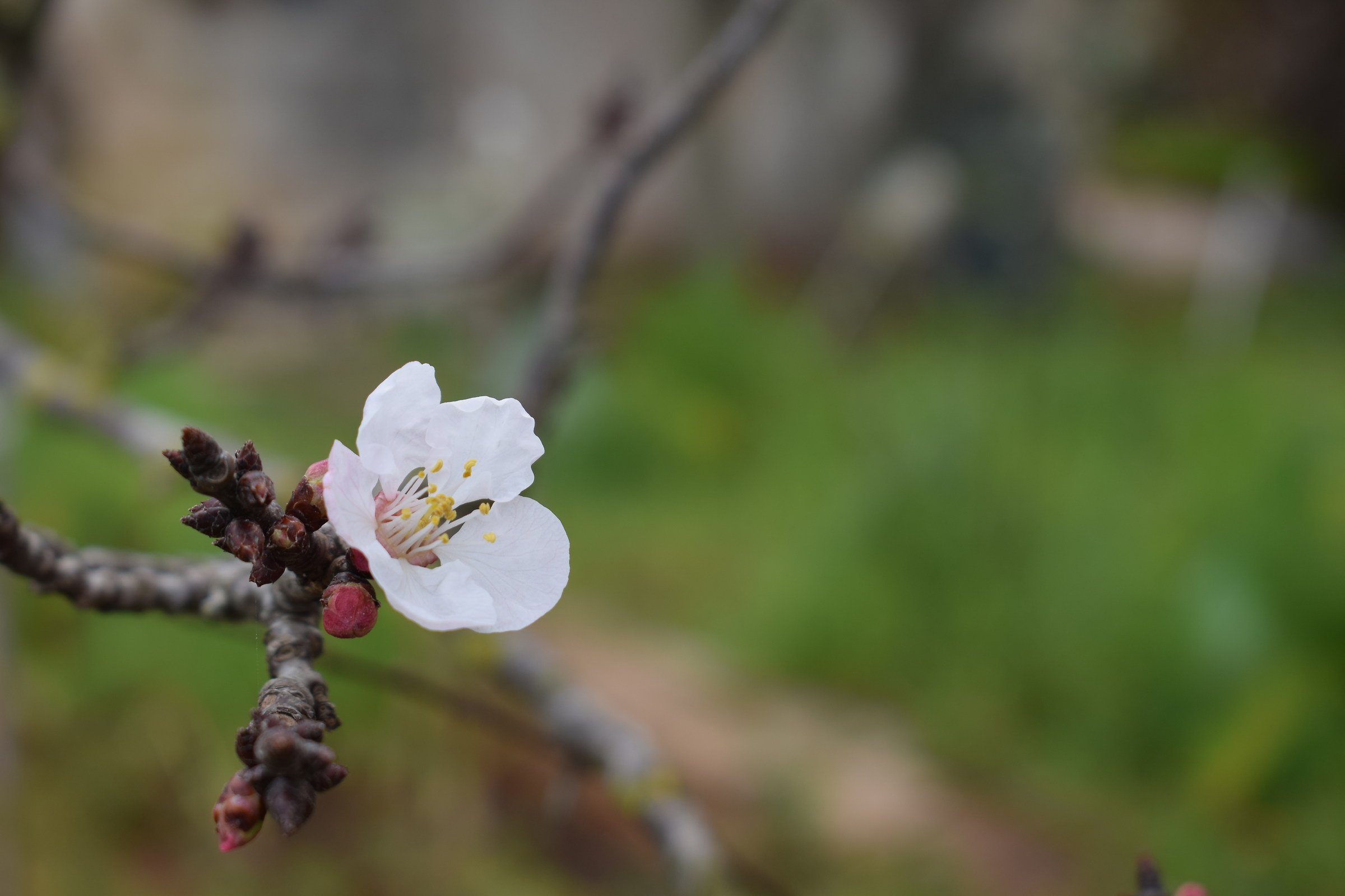 Apricot flowers
