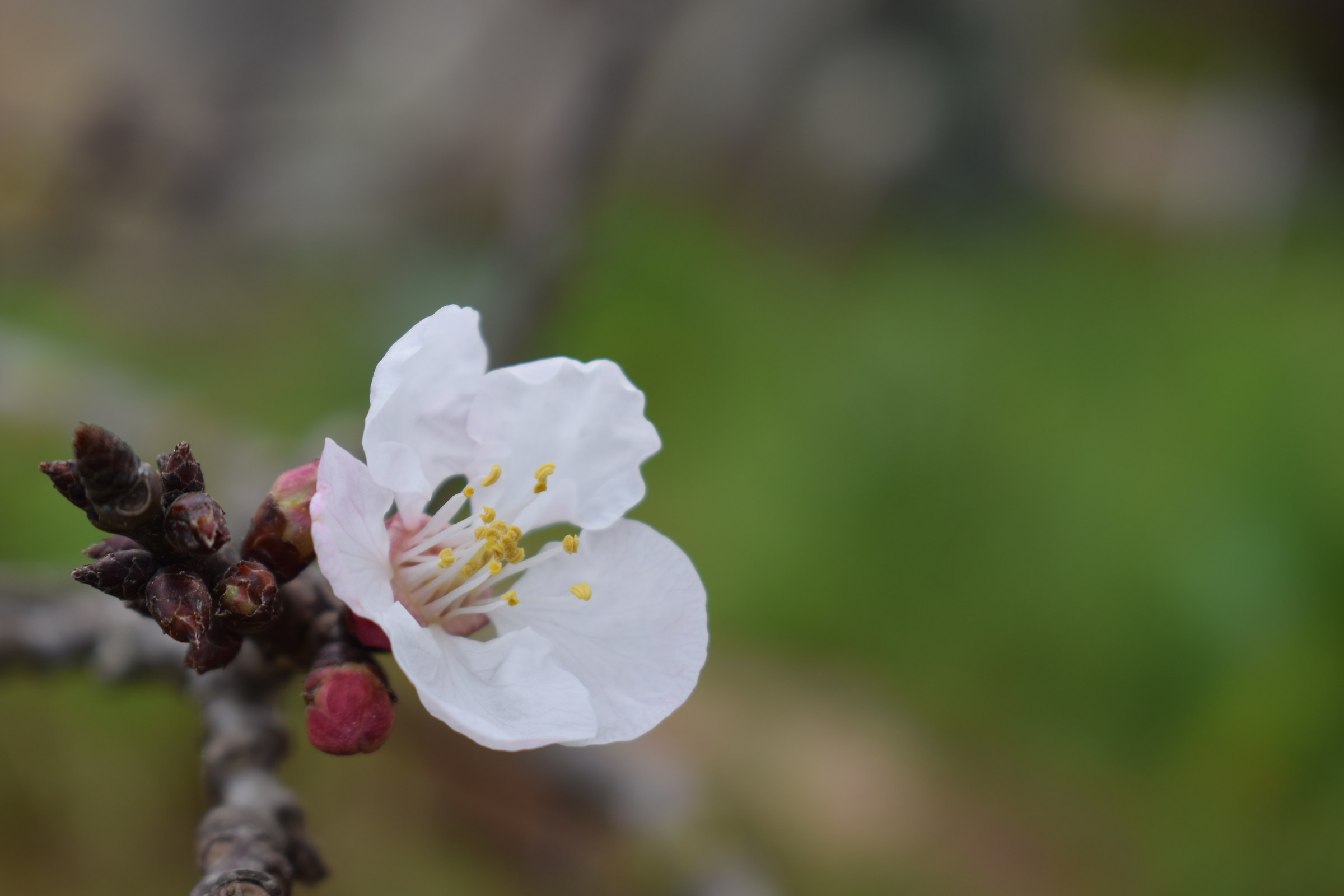Apricot flower 1
