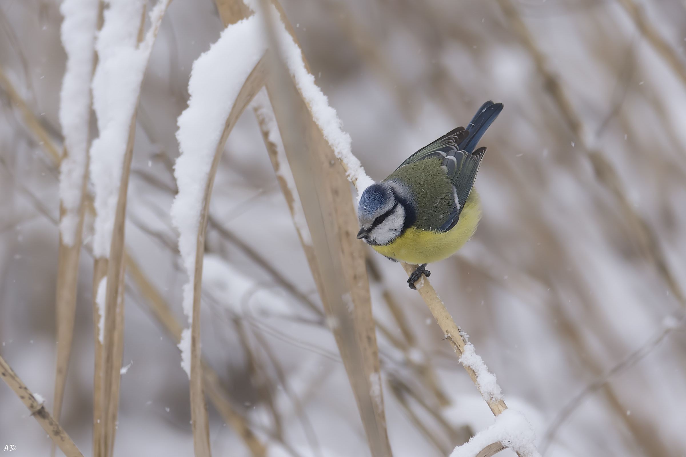 A little color in the snow