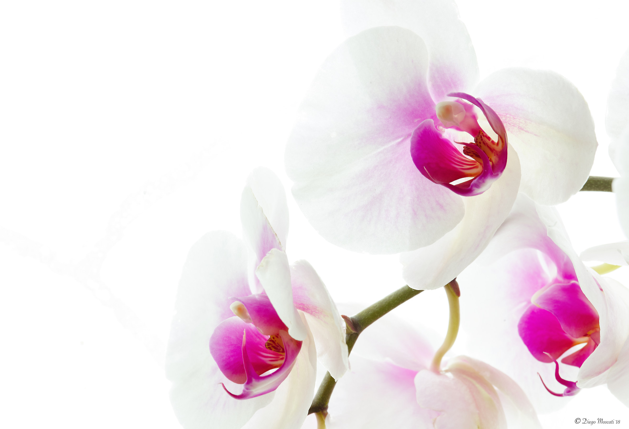 Orchids in the light