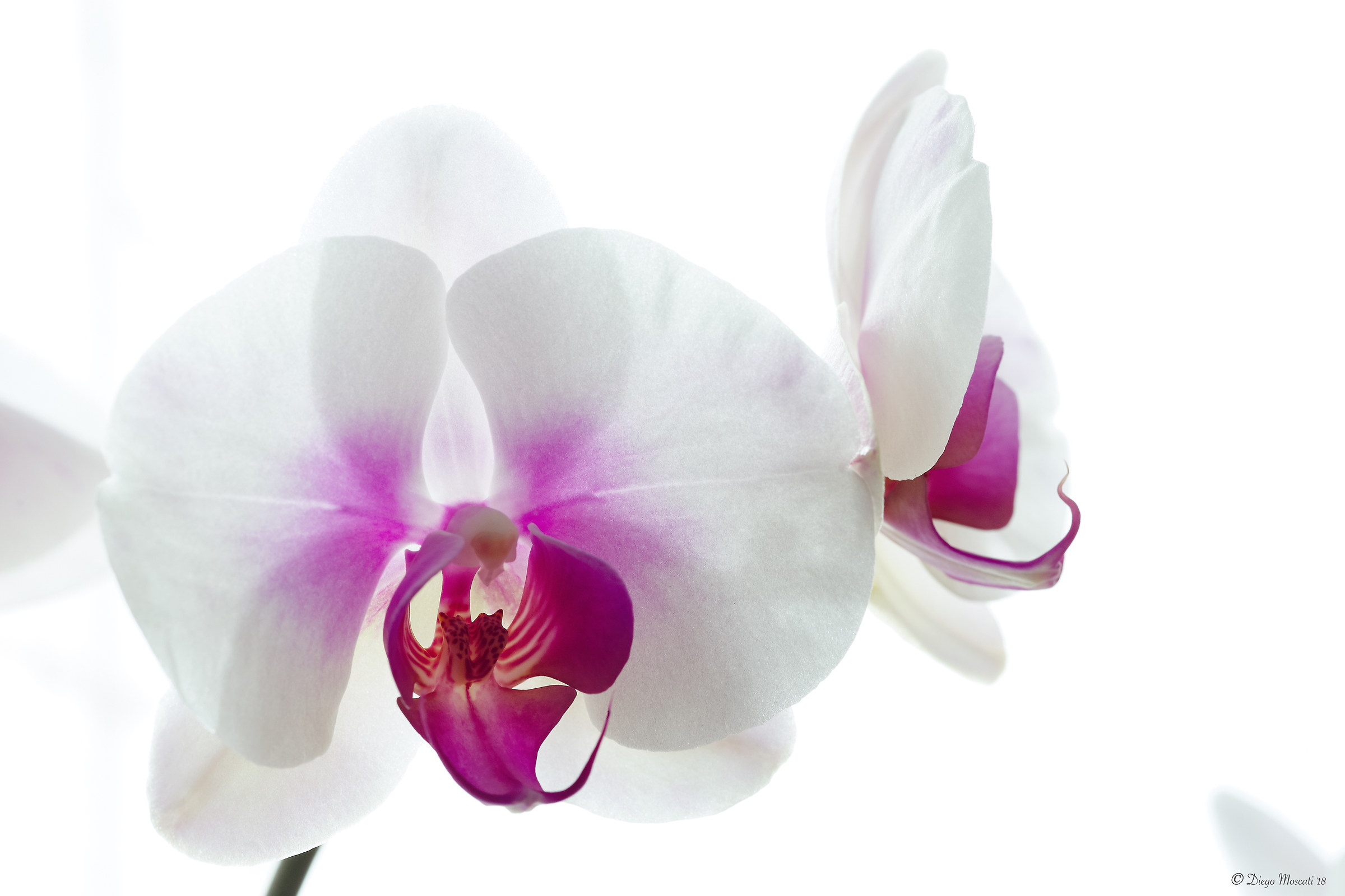 orchidee nella luce 2