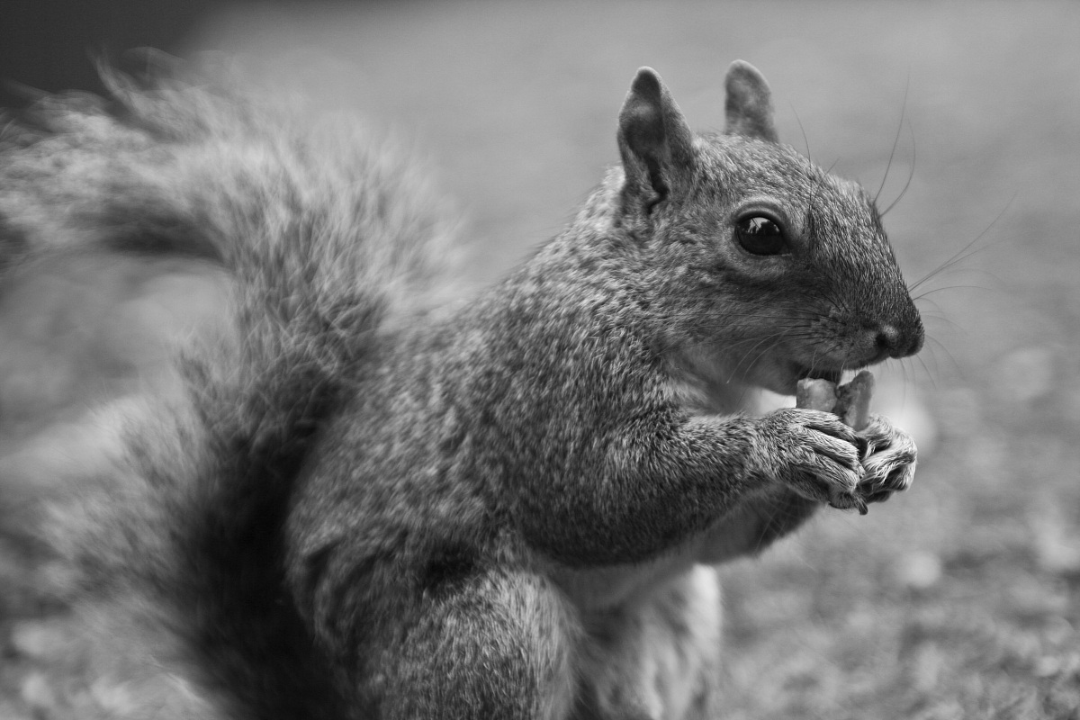 London's Squirrel