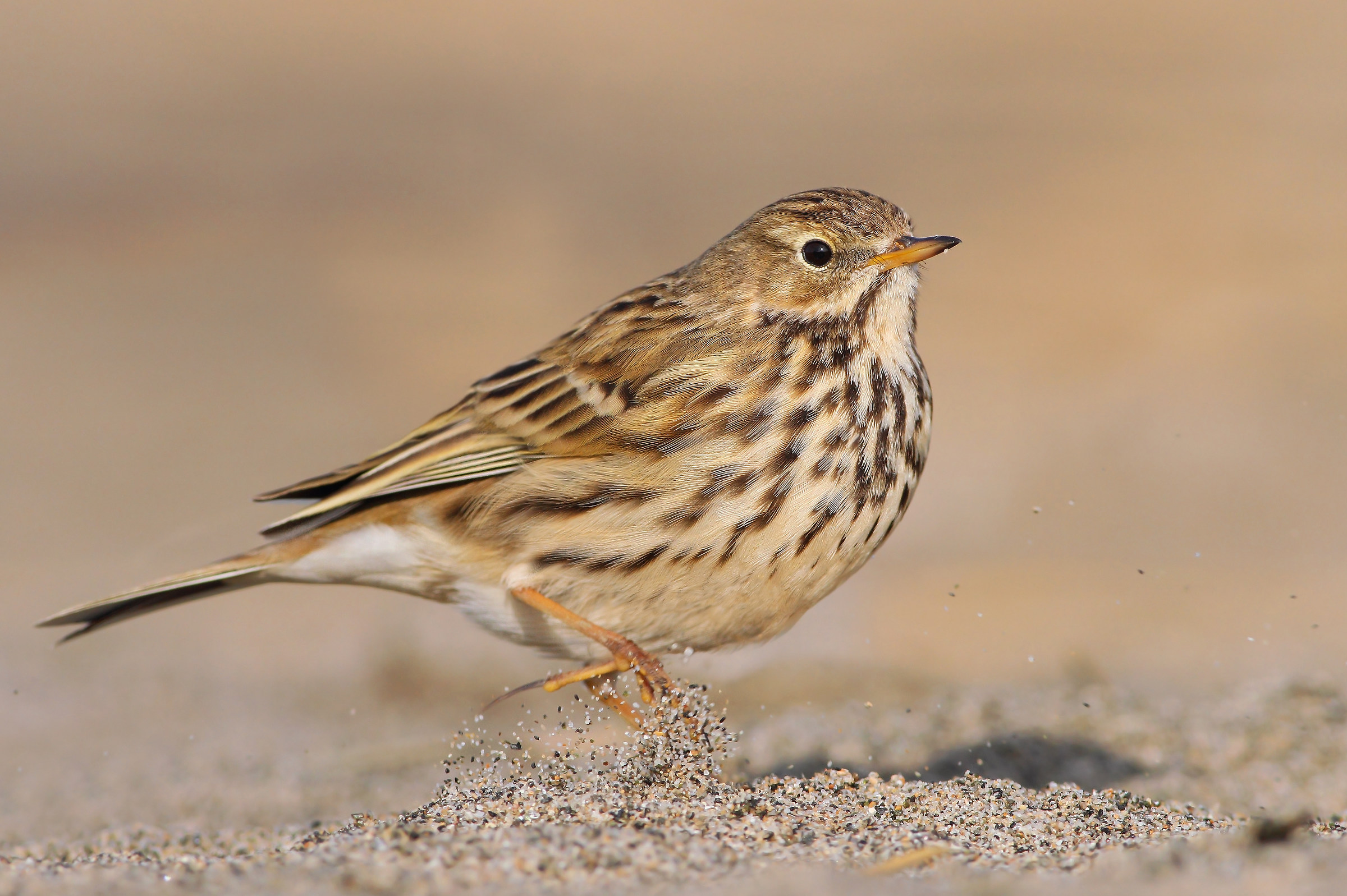 Pipit